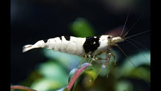 Caridina sp. Pure Black Line S-SS grade Hinomaru