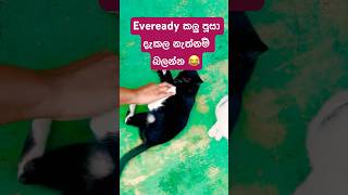 Download lagu Eveready කලු පූසා දැකල නැත්නම් බලන්න😂 The Black Cat Who's Always Charged❤️#cat #catvideo #catlover mp3 Download lagu Eveready කලු පූසා දැකල නැත්නම් බලන්න😂 The Black Cat Who's Always Charged❤️#cat #catvideo #catlover mp3