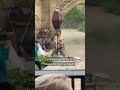 Vegan streaker VERSTOORT paardenshow Efteling | #shorts