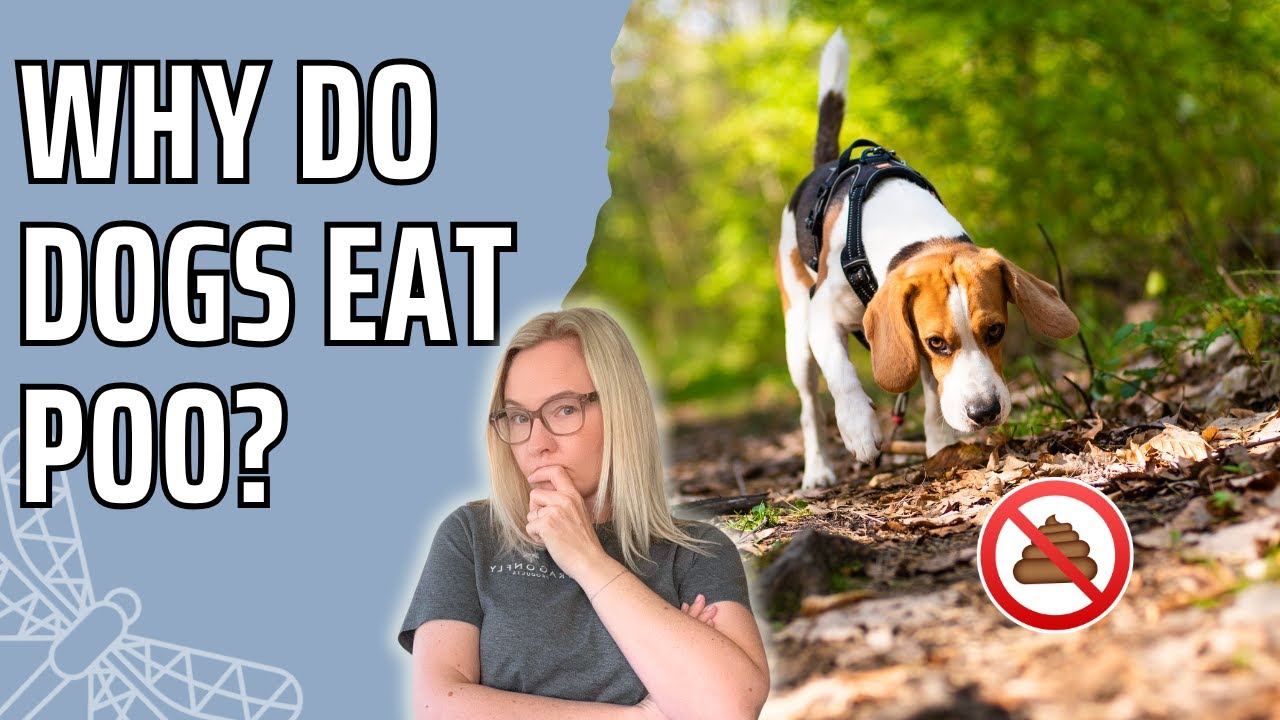 Why Do Dogs Eat Poo? | Video
