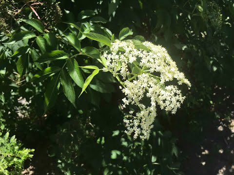 ブラックニワトコ 植物