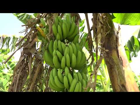 Banana Festival Forms Part of Activities to Mark Independence 43