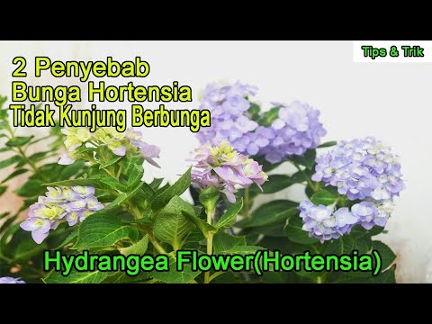 , title : 'Penyebab bunga hortensia tak kunjung berbunga'