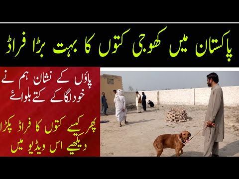 The truth about the dogs discovered in Pakistan has come to light.