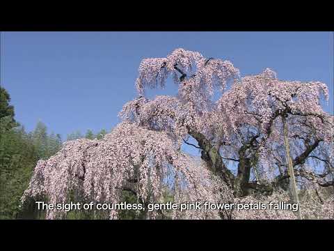 Fukushima Prefecture's Miharu Takizakura , Miharu Town’s pride and joy , the Takizakura has beauty .