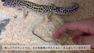 チャンネルを移行しました！