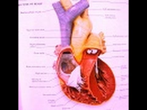 Congenital Heart Diseases