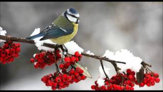 Barbra Streisand - It Must Have Been A Mistletoe