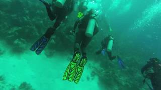 SCUBA DIVING IN BAHAMAS -- WALL DIVE -- STUART&#39;S COVE // FULL DIVE