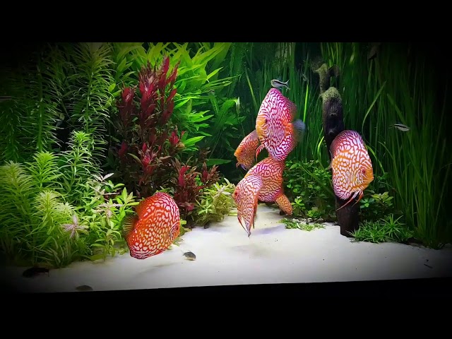 GORGEOUS planted Discus Tank owned by Paul Grand