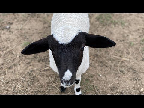 He was Rejected by his mother. #lamb #orphan #bandit #sheep #shepherd
