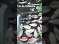 es la primavera,hermosa cancion de Rafael Amor - crasucacto es la primavera,hermosa cancion de Rafael Amor