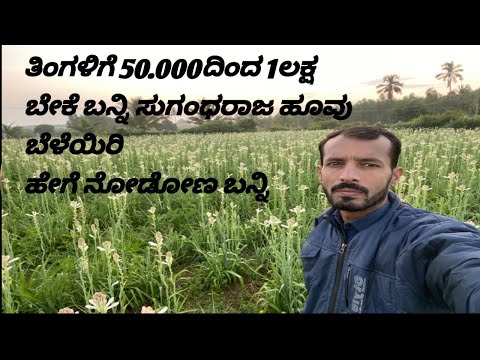 ಸುಗಂಧರಾಜ ಹೂವಿನ ಬಗ್ಗೆ ಸಂಪೂರ್ಣ ಮಾಹಿತಿ,Tuberose Flower Farming full  Implementation,motivational video