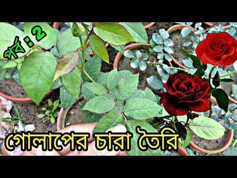 এখন নিজ বাড়িতেই তৈরি করে নিতে পারবেন গোলাপের চারা। কিভাবে করবেন? Video