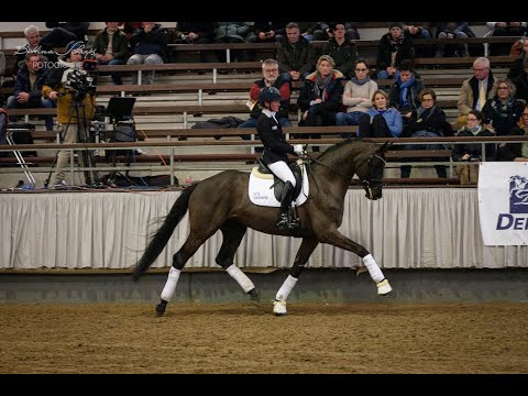 Prämienhengst Kwahu auf der Trakehner Hengstschau unter seiner Reiterin Helen Langehanenberg