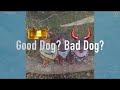 Good Dog Bad Dog Gameshow