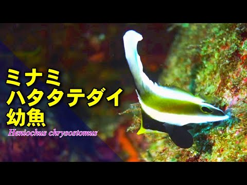 幼魚の尻ビレに大きな眼状紋があるミナミハタタテダイ