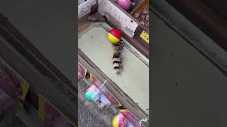#謎の生物　のおみやげ