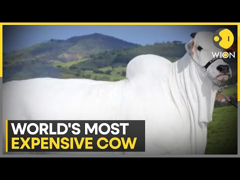 Brazil unveils $4 million super cow | Most expensive cow sold at auction: Guinness World Records