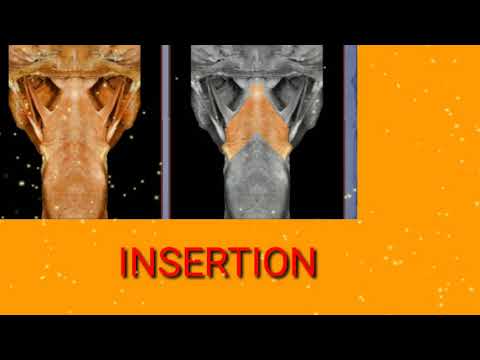 •°•°PHARYNX - 2°•°• MUSCLES AND BLOOD SUPPLY OF PHARYNX DISCUSSED