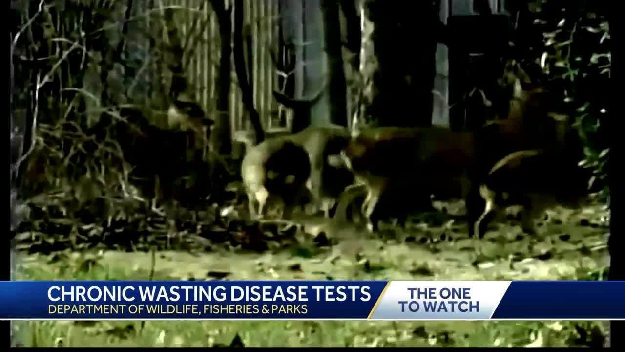 Third deer tests positive for chronic wasting disease