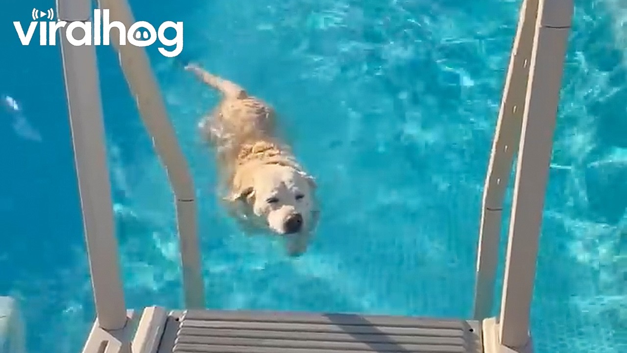 Dog's Funny Pool Entrance Technique || ViralHog