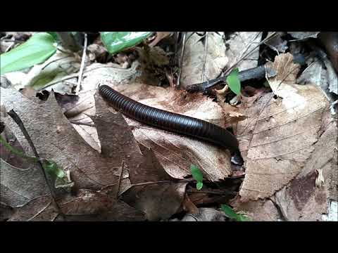 Large Millipede Miquin Woods Hike - Ramblings with a Hunterdon County Park Naturalist, Tom Sheppard