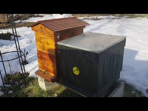 Naše včely 🐝 vo februári. Už sa nemôžu dočkať ☀️🙂❤️.