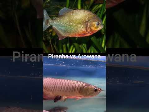 Piranha vs Arowana #shorts