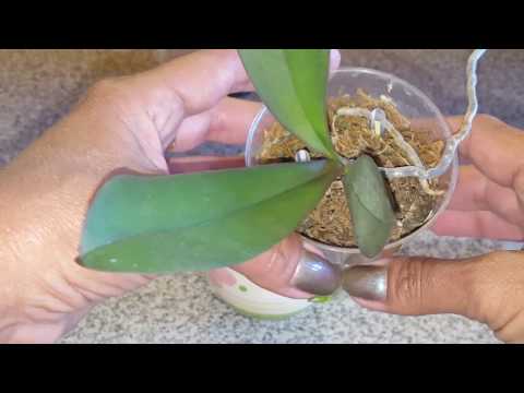 Пересадка сеянца фаленопсиса собственного производства)