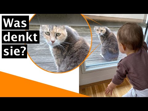 Tierkommunikation / Telepathie im Test - Stresst mein Baby meine Katze?