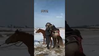 Download lagu Horse breeding Video π±π±π±#wildlife #horse #shortvideo #shorts #short #viral #youtubeshorts mp3 Download lagu Horse breeding Video π±π±π±#wildlife #horse #shortvideo #shorts #short #viral #youtubeshorts mp3