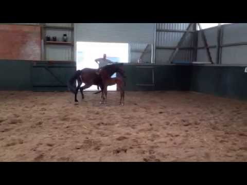 Stutfohlen von Cascadello II