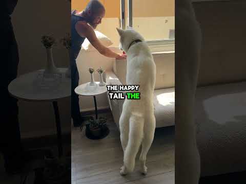 When Your Dog Finally Gets the Trick… and It Hits Different 🐾😭