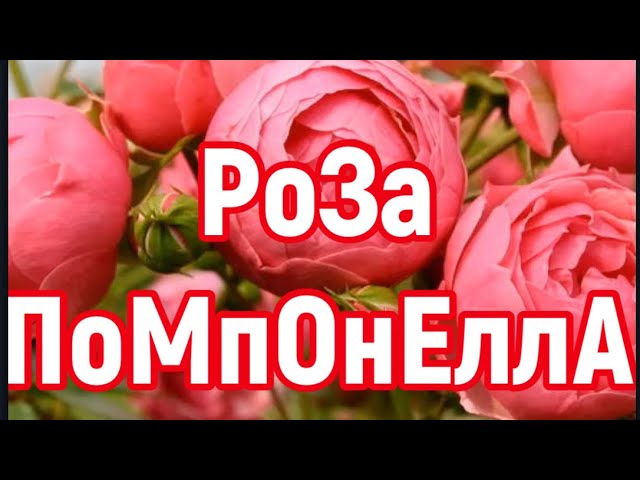 РОЗА ПОМПОНЕЛЛА. Rose Pomponella (Kordes) 2005 год.