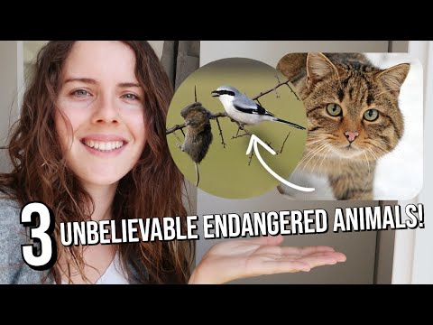 INCREDIBLE Endangered Animals You Should Know! (ft. FutureEcologist, Wonderlust)