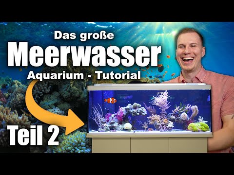 Das Meerwasseraquarium TUTORIAL (Teil 2) - Fische, Wasserwerte, Dosierung... *LOW-BUDGET*