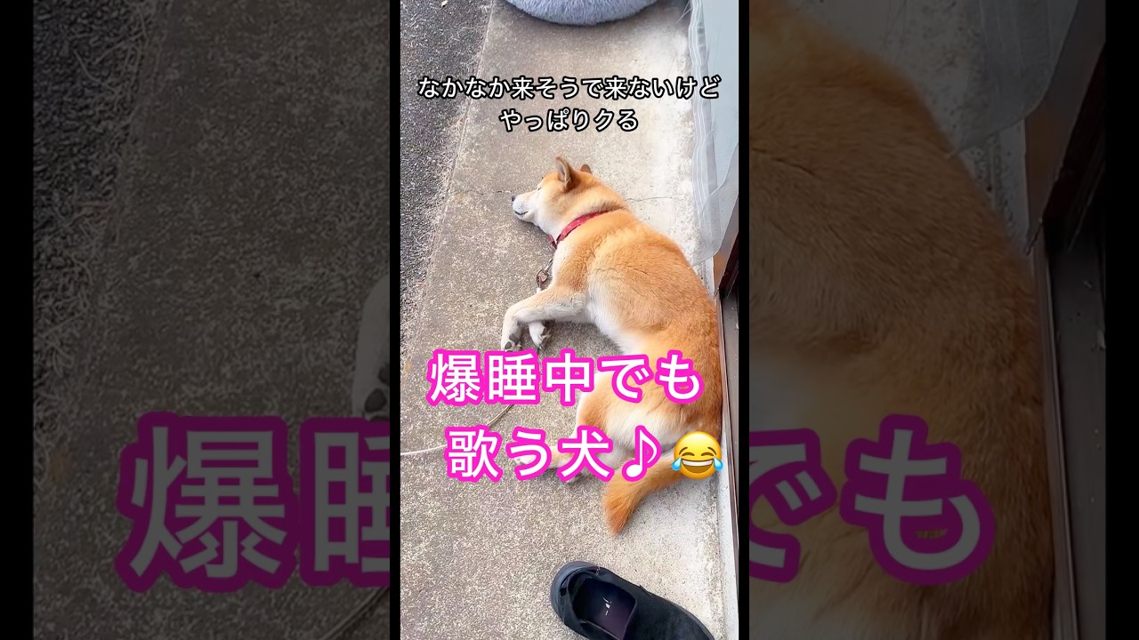 柴犬コロ 爆睡中でも歌う犬😂 #柴犬コロ #可愛い #おもしろ #柴犬 #歌う犬 #shibainu #dog