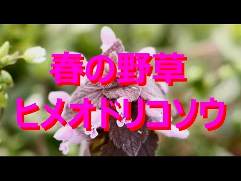オドリコソウは食用ですか? 植物