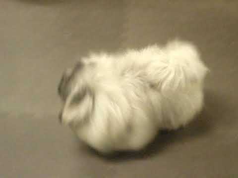 puppies littera "G" with our handler Elena Titova.