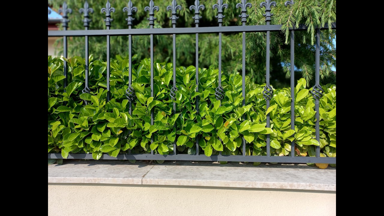 Leylandi ciprus, babérmeggy vagy korallberkenye ültetése: Sövények, amik nem irritálnak