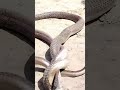 नाग नागिन Ka Milan
