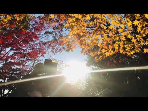 Nplooj Xyooj 2022- Nraug Cuam Lub Neej