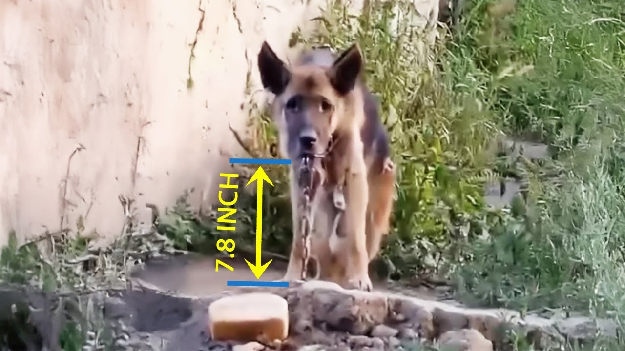 Retired after 8 years of Military Service, He was Chained and Obeyed as He had Been