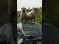 Sheep Detectives International Official Trailer