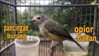 Download lagu OPIOR JAWA GACOR SUARA NGERIWIK BUAT PANCINGAN OPIOR BAHAN AGAR IKUTAN BERBUNYI mp3