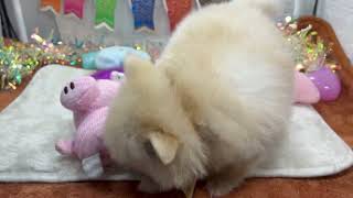 ハーフ犬の動画01