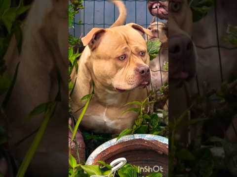 Pitbull Dog ☠️ attitude viral #shorts #video