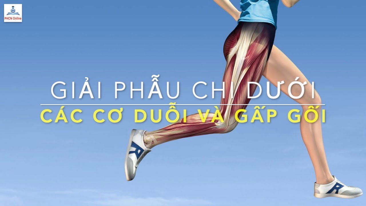 Các Cơ Duỗi Và Gấp Gối