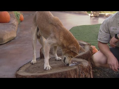 Zoo Day | Meet the New Guinea singing dog - YouTube